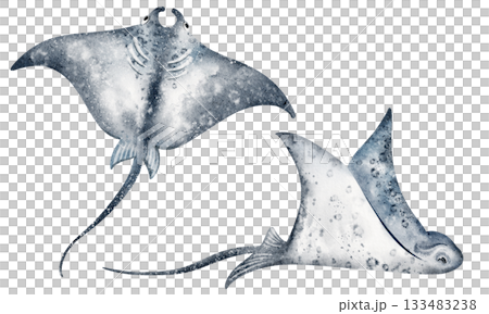 Stingrays Swimming Underwater Watercolor Illustration 133483238