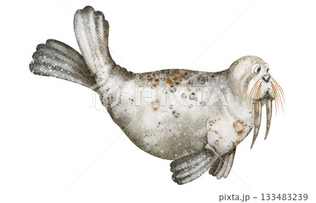 Watercolor Walrus Illustration Watercolor Walrus Illustration 133483239
