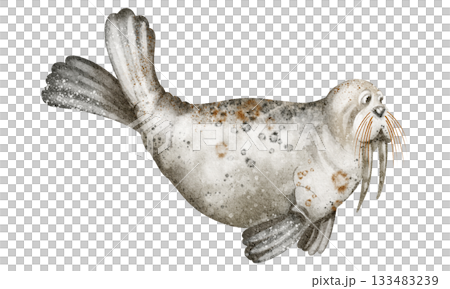 Watercolor Walrus Illustration Watercolor Walrus Illustration 133483239