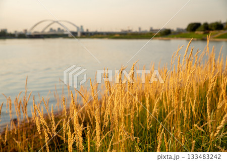 Soft golden grass sways gently by the river on a warm evening near the city landscape. Calamagrostis is a genus of herbaceous plants in the family Poaceae. 133483242