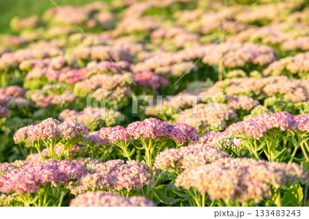 a field of sedum in the rays of the setting sun. Sedum Herbstfreude or Hylotelephium or Stonecrop Autumn Joy flowers a field of sedum in the rays of the setting sun. Sedum Herbstfreude or Hylotelephium or Stonecrop Autumn Joy flowers 133483243