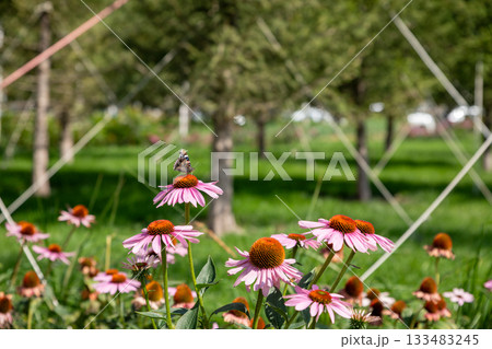 Echinacea purpurea and butterfly. Colorful flowers attract a butterfly in lush green garden Echinacea purpurea and butterfly. Colorful flowers attract a butterfly in lush green garden 133483245