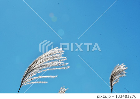 すすき_04 すすき_04 133483276