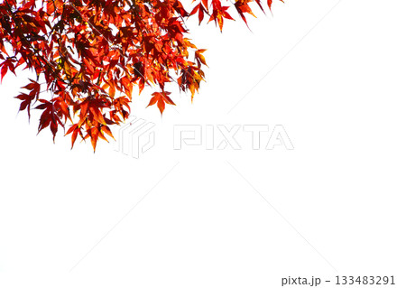 もみじ紅葉_12 133483291