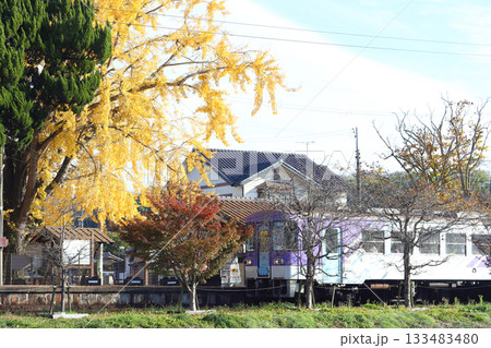 北条鉄道 網引駅の大イチョウ（兵庫県 加西市） 133483480