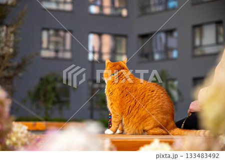 A large, plump, cute ginger cat named Croissant, wearing a harness and leash, is walking with his owner in the courtyard of a modern residential complex. Rear view A large, plump, cute ginger cat named Croissant, wearing a harness and leash, is walking with his owner in the courtyard of a modern residential complex. Rear view 133483492