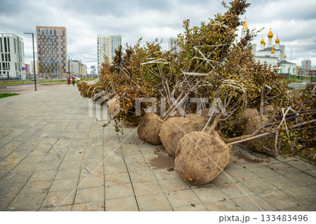 Trees with a burlap root ball a lot on the street for landing in the city. improving the urban environment. Mass tree planting in autumn Trees with a burlap root ball a lot on the street for landing in the city. improving the urban environment. Mass tree planting in autumn 133483496