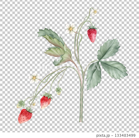 Composition with Wild Strawberry branches and white flower . Hand drawn watercolor illustration of Woodland strawberry plant green leaves and red wild berries on isolated background. 133483499
