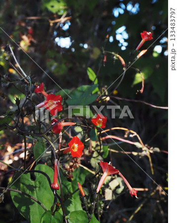 朱色のマルバルコウの花（弘法大師堂の丸葉縷紅草） 133483797