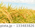 秋の風景＿実った稲穂 133483826