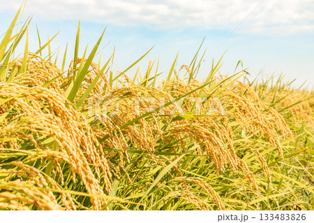 秋の風景＿実った稲穂 133483826