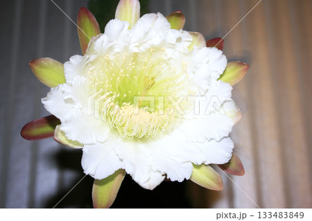 月下美人・サボテンの花 133483849