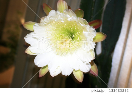 月下美人・サボテンの花 月下美人・サボテンの花 133483852