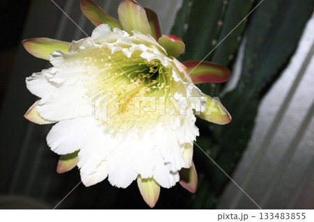 月下美人・サボテンの花 133483855