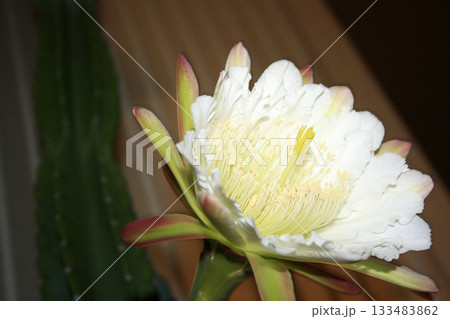 月下美人・サボテンの花 月下美人・サボテンの花 133483862