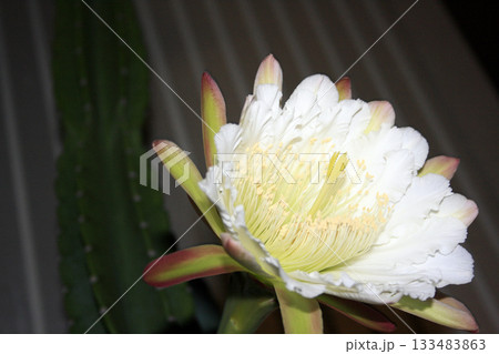 月下美人・サボテンの花 133483863