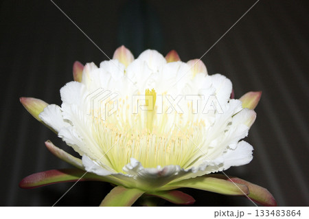 月下美人・サボテンの花 月下美人・サボテンの花 133483864