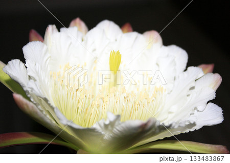 月下美人・サボテンの花 月下美人・サボテンの花 133483867