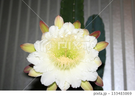 月下美人・サボテンの花 月下美人・サボテンの花 133483869