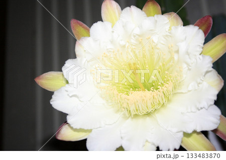 月下美人・サボテンの花 133483870