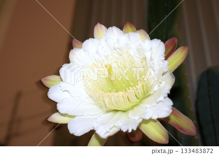 月下美人・サボテンの花 133483872