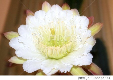 月下美人・サボテンの花 月下美人・サボテンの花 133483873