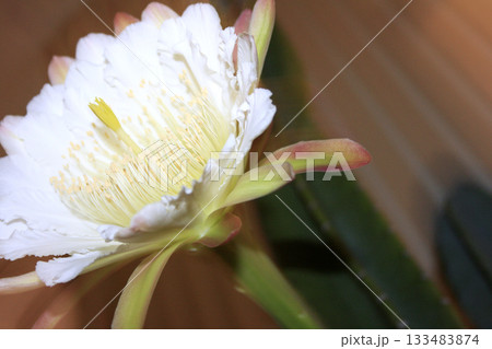 月下美人・サボテンの花 133483874