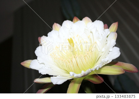 月下美人・サボテンの花 133483875