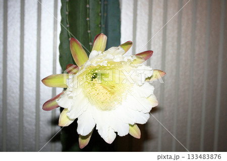 月下美人・サボテンの花 133483876