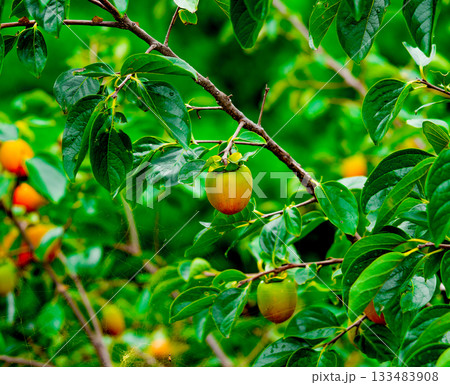 Persimmon tree with Ripe orange persimmons fruit in autumn garden in Korea 133483908
