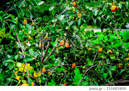 Persimmon tree with Ripe orange persimmons fruit in autumn garden in Korea 133483909
