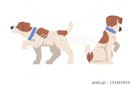 Beagle Dog Hound Breed with Brown Marking and Neck Collar Vector Set Beagle Dog Hound Breed with Brown Marking and Neck Collar Vector Set 133483919