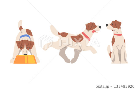 Beagle Dog Hound Breed with Brown Marking and Neck Collar Vector Set 133483920