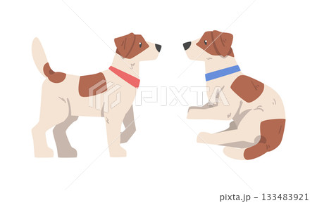 Beagle Dog Hound Breed with Brown Marking and Neck Collar Vector Set Beagle Dog Hound Breed with Brown Marking and Neck Collar Vector Set 133483921