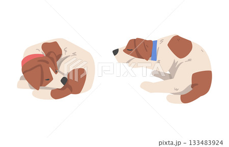 Beagle Dog Hound Breed with Brown Marking and Neck Collar Vector Set 133483924
