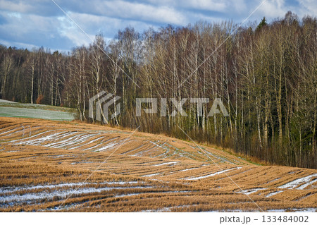 Birch Forest and Winter Field Textures in Latvia 133484002