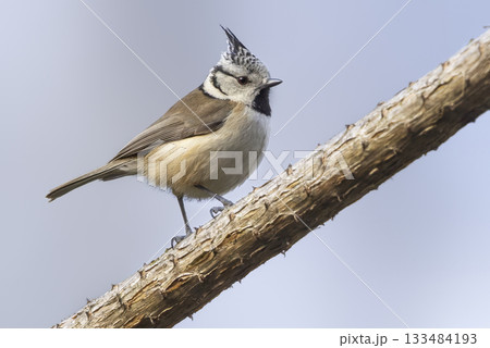 Crested tit perched on a branch in the Netherlands, showing distinct crest and markings during a sunny afternoon 133484193
