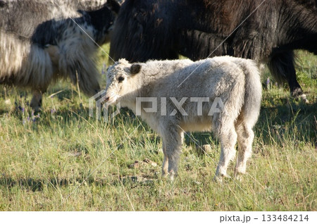Animals of Olkhon Island. In the foreground, a small white domestic bull stands against a backdrop of a herd of local cows. It's autumn, daytime, the grass has already faded and been trampled by the c 133484214