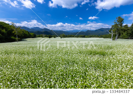 福島県南会津郡南会津町八総 舘岩地域の高杖原地区に広がるたかつえそば畑の白い蕎麦の花と夏の青空 福島県南会津郡南会津町八総 舘岩地域の高杖原地区に広がるたかつえそば畑の白い蕎麦の花と夏の青空 133484337