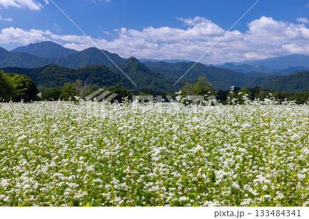福島県南会津郡南会津町八総　舘岩地域の高杖原地区に広がるたかつえそば畑の白い蕎麦の花と夏の青空 133484341
