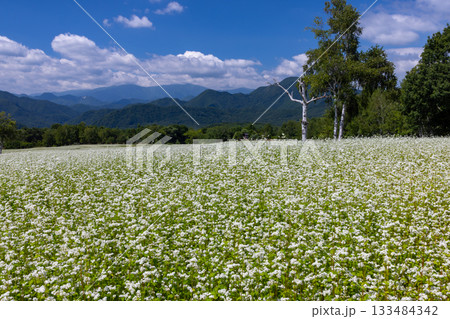 福島県南会津郡南会津町八総 舘岩地域の高杖原地区に広がるたかつえそば畑の白い蕎麦の花と夏の青空 福島県南会津郡南会津町八総 舘岩地域の高杖原地区に広がるたかつえそば畑の白い蕎麦の花と夏の青空 133484342