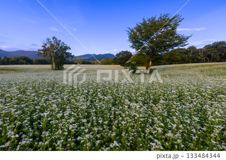 福島県南会津郡南会津町八総　舘岩地域の高杖原地区に広がるたかつえそば畑の白い蕎麦の花と夏の青空 133484344
