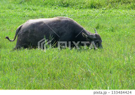 asian water buffalo or bubalus bubalis asian water buffalo or bubalus bubalis 133484424
