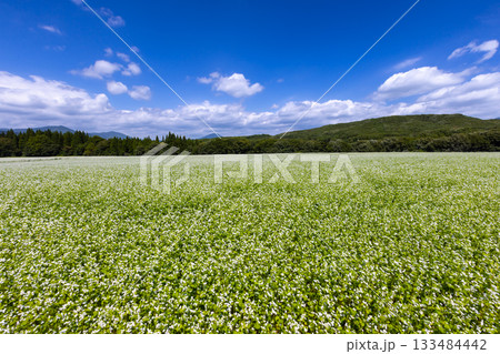 福島県南会津郡下郷町沢田　猿楽台地の広大なそば畑の白い蕎麦の花と快晴の青空と山の稜線 133484442