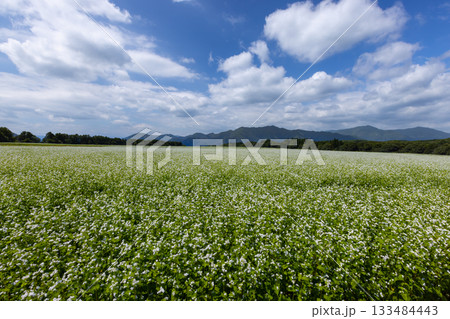 福島県南会津郡下郷町沢田　猿楽台地の広大なそば畑の白い蕎麦の花と快晴の青空と山の稜線 133484443