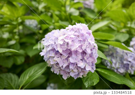 池田市のお寺の風景 池田市のお寺の風景 133484518