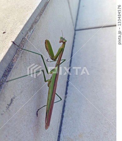 振り向くカマキリ 133484576