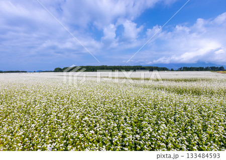 福島県耶麻郡猪苗代町金田 猪苗代湖畔の見渡す限りの蕎麦畑 満開の白いソバの花 福島県耶麻郡猪苗代町金田 猪苗代湖畔の見渡す限りの蕎麦畑 満開の白いソバの花 133484593