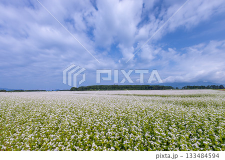 福島県耶麻郡猪苗代町金田　猪苗代湖畔の見渡す限りの蕎麦畑　満開の白いソバの花 133484594