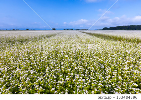 福島県耶麻郡猪苗代町金田 猪苗代湖畔の見渡す限りの蕎麦畑 満開の白いソバの花 福島県耶麻郡猪苗代町金田 猪苗代湖畔の見渡す限りの蕎麦畑 満開の白いソバの花 133484596